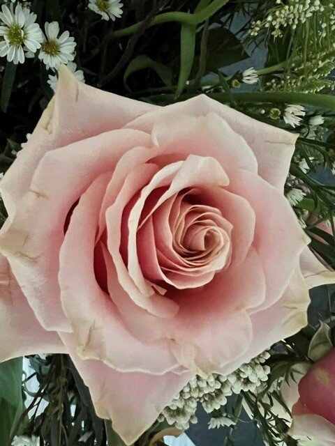 Close-up of a pink rose in bloom